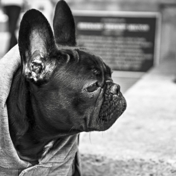 A dog questioning everything