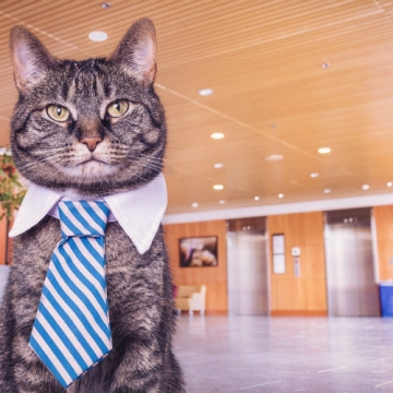 Unimpressed cat photo by Ryan McGuire